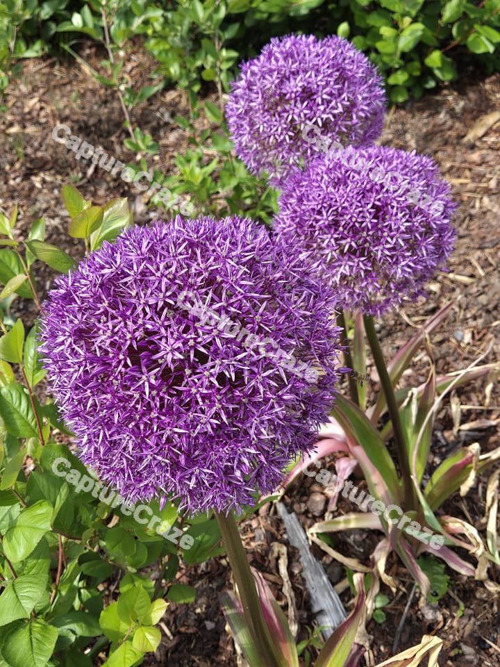 Three purple allium flowers